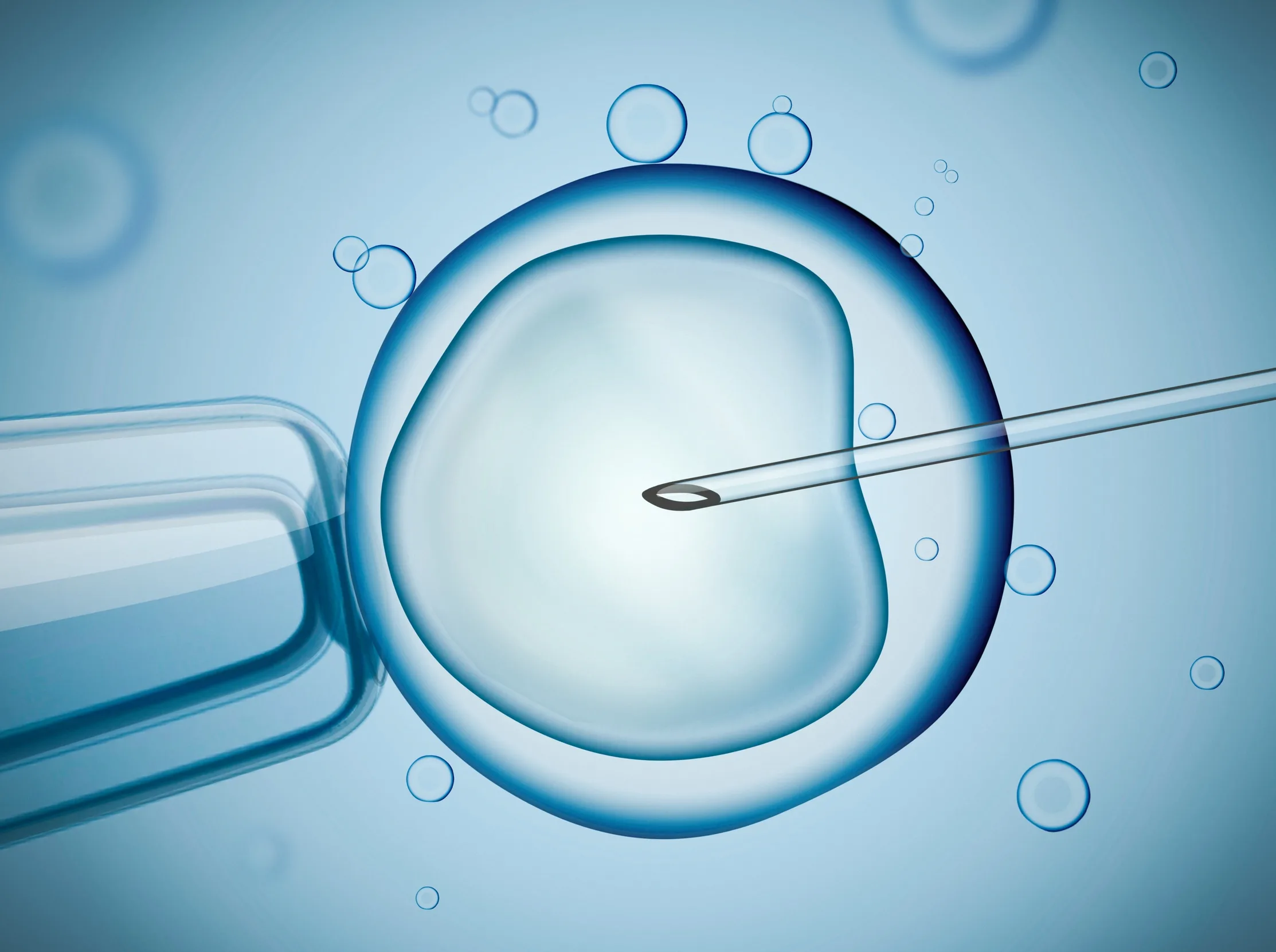 Ein Blick durch das Mikroskop: eine Pipette fixiert eine Blase auf der linken Seite, eine Hohlnadel dringt in diese ein.